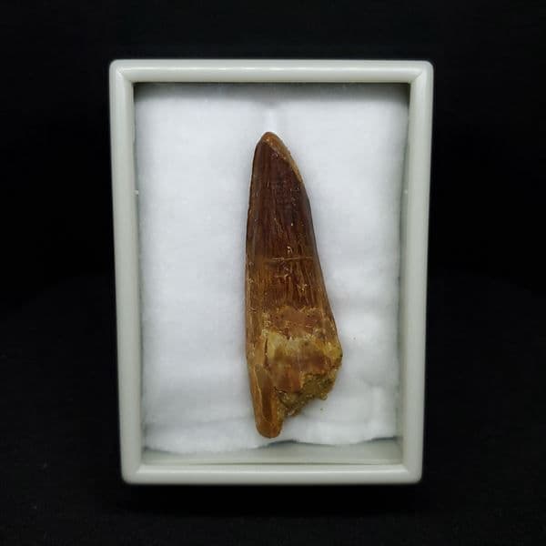 美品 スピノサウルス 本物 モロッコ産 60.90mm ケース付き sp360