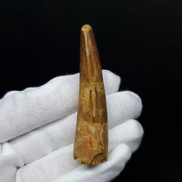 美品 スピノサウルス 本物 モロッコ産 60.90mm ケース付き sp360