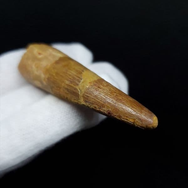 美品 スピノサウルス 本物 モロッコ産 60.90mm ケース付き sp360