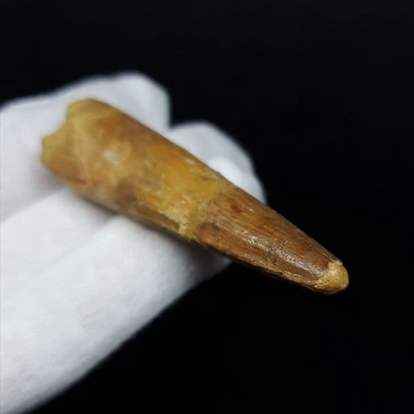 美品 スピノサウルス 本物 モロッコ産 60.90mm ケース付き sp360