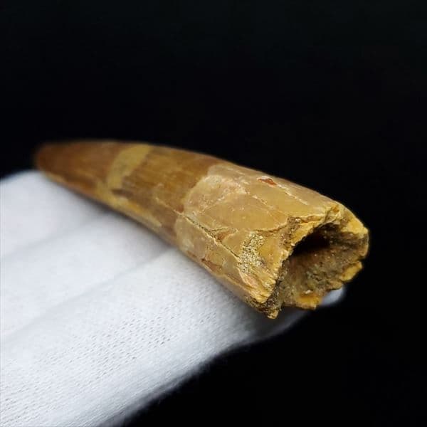 美品 スピノサウルス 本物 モロッコ産 60.90mm ケース付き sp360