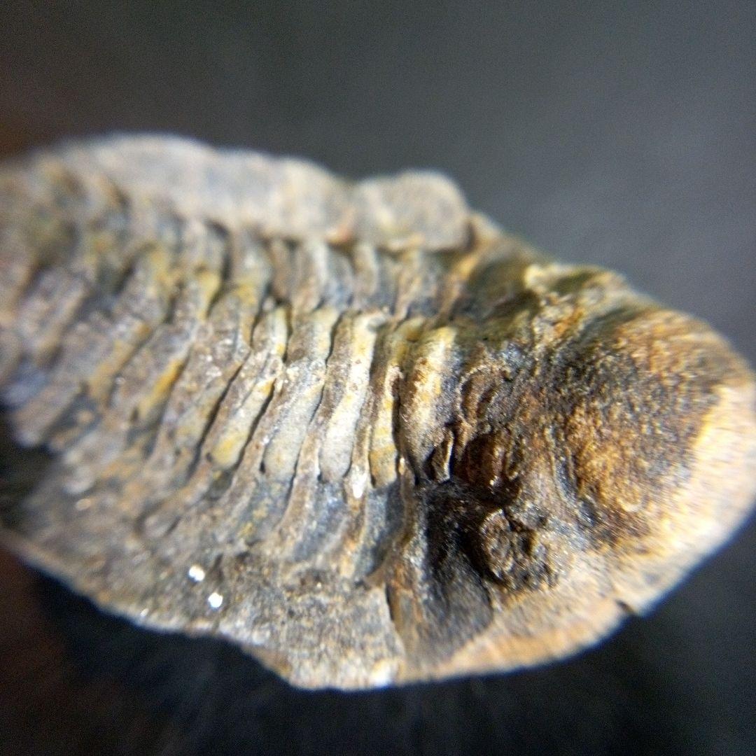 三葉虫　化石　fossil　ボリビア産　trilobite　海生動物個体⑥