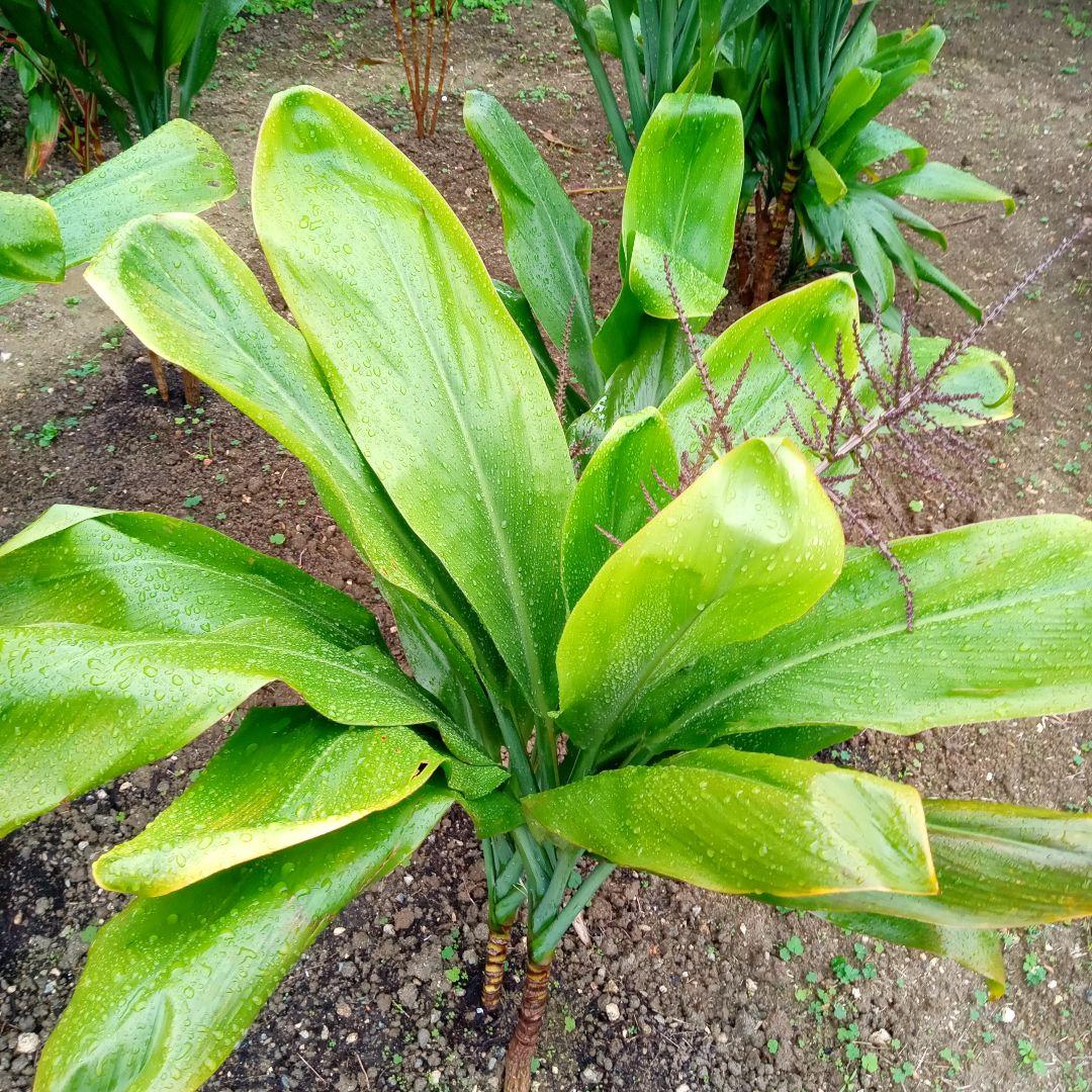 ハワイ産沖縄育ちの\"ティーリ−フ”