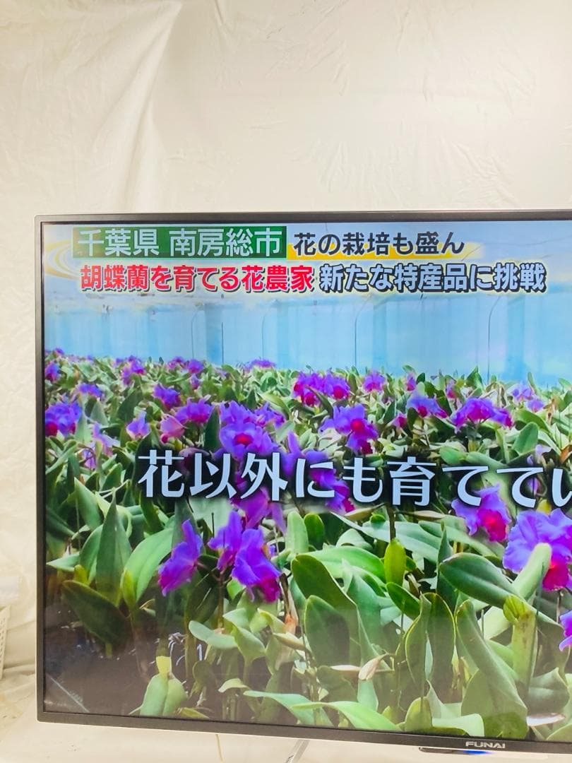 フナイ 49V型 4K 液晶テレビ ハードディスク内蔵 FL-49UD4100