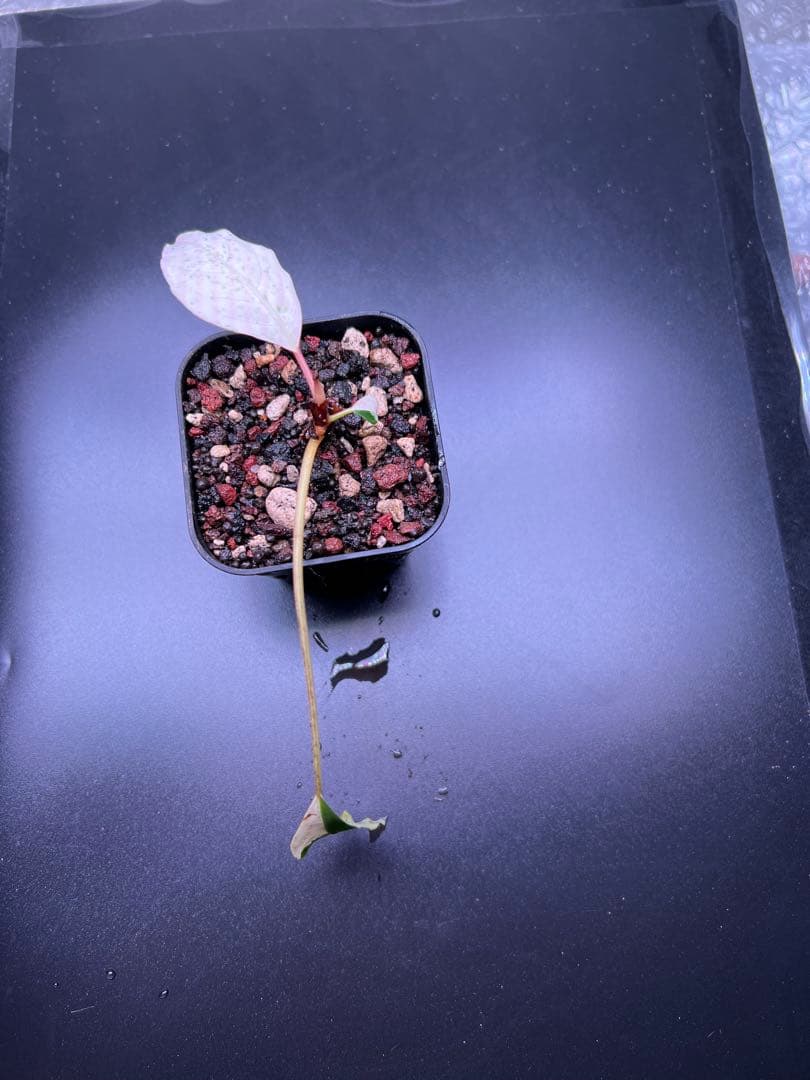 o*o様 ブセファランドラ（斑入り株）Bucephalandra Pipto