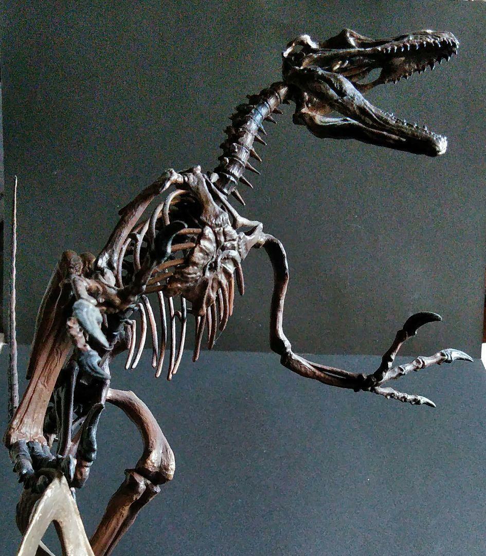 恐竜　化石　骨格　標本　獣脚類　骨格モデル