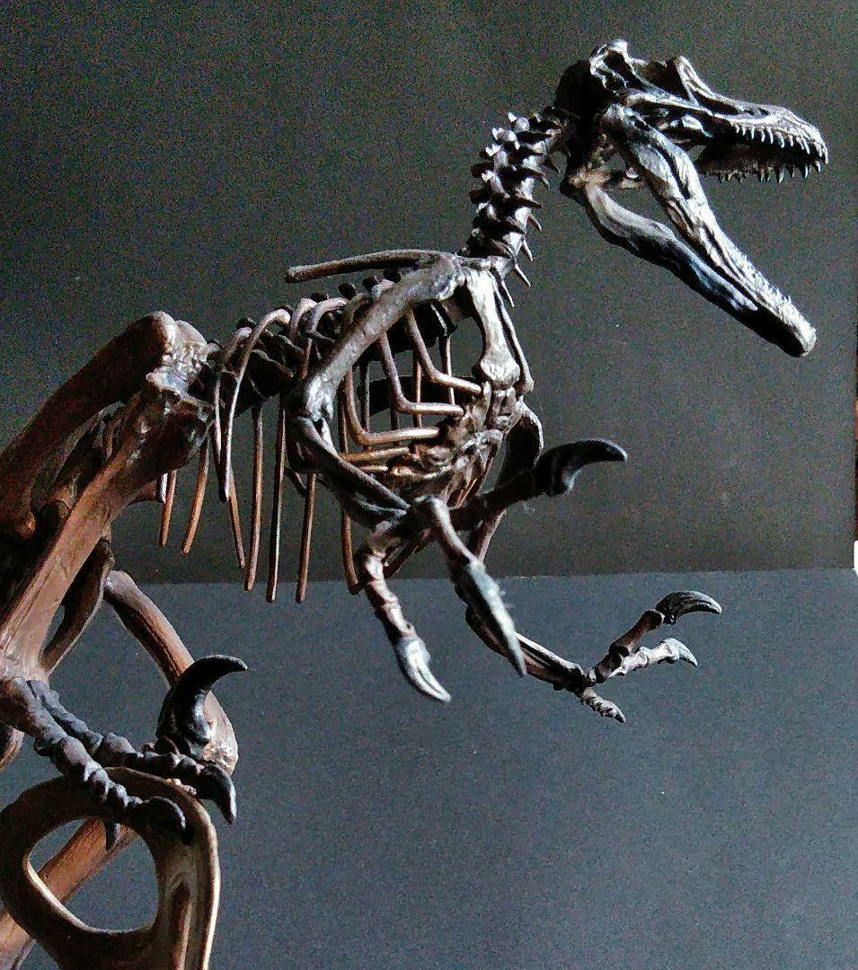 恐竜　化石　骨格　標本　獣脚類　骨格モデル