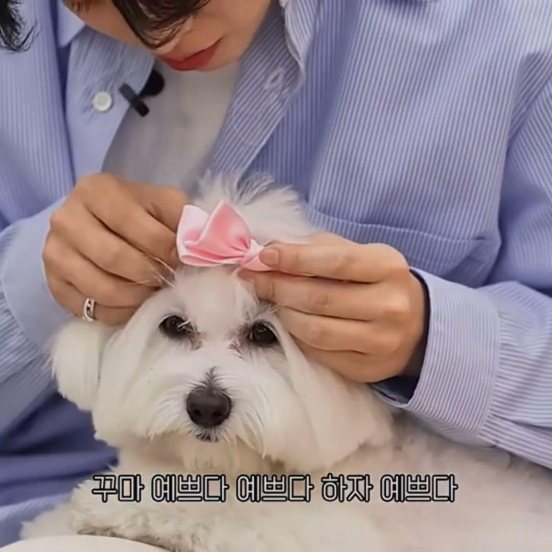 ペット写真確認ページ