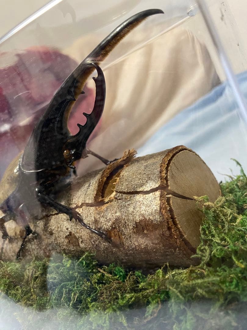 カブトムシ 標本 透明ケース入り　ヘラクレスオオカブト