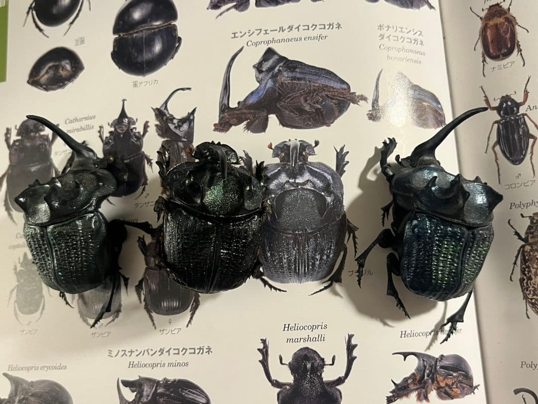 【54mm♂】エンシフェールオオニジダイコクコガネ エンシフェル昆虫標本糞虫甲虫