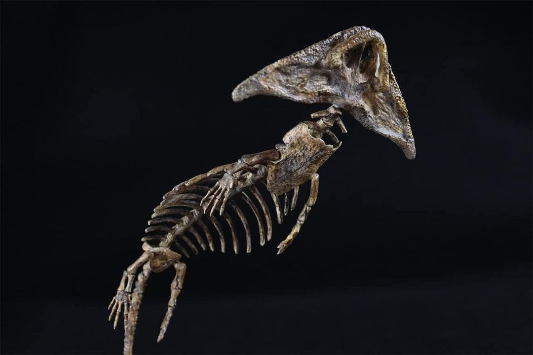 ディプロカウルス 化石