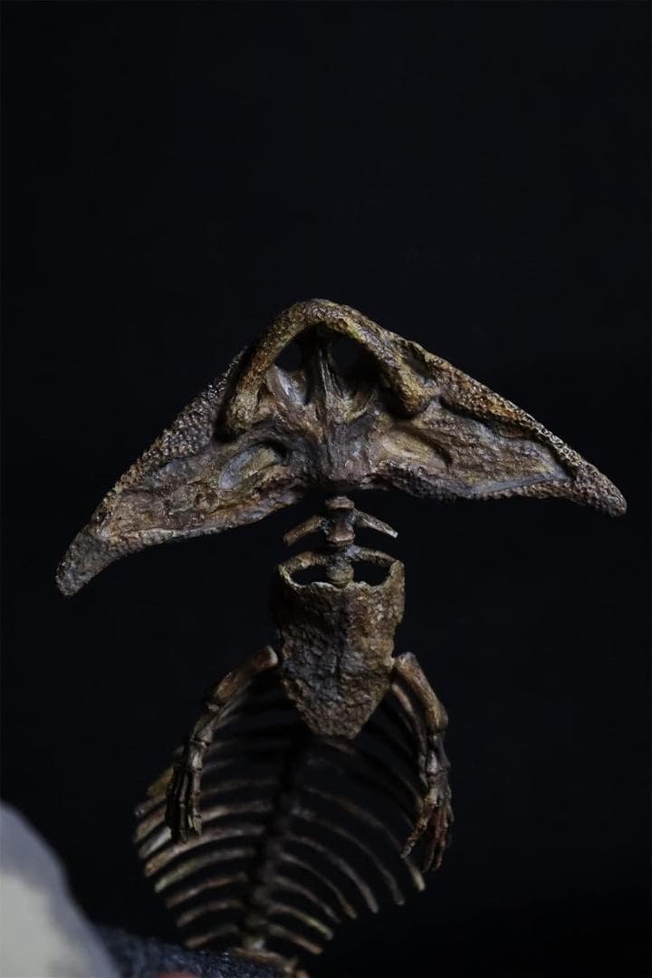 ディプロカウルス 化石