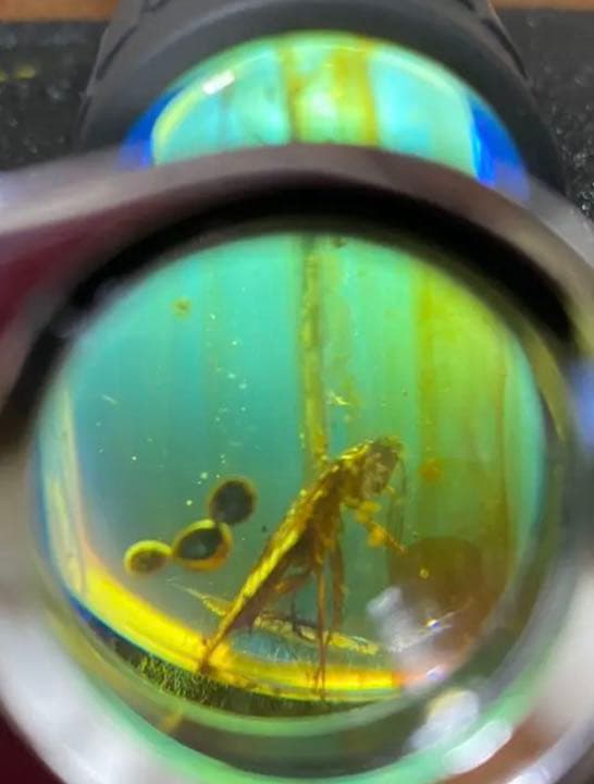 アンバー 琥珀  昆虫  コレクション 天然石 虫入り 価値上がる 宝石