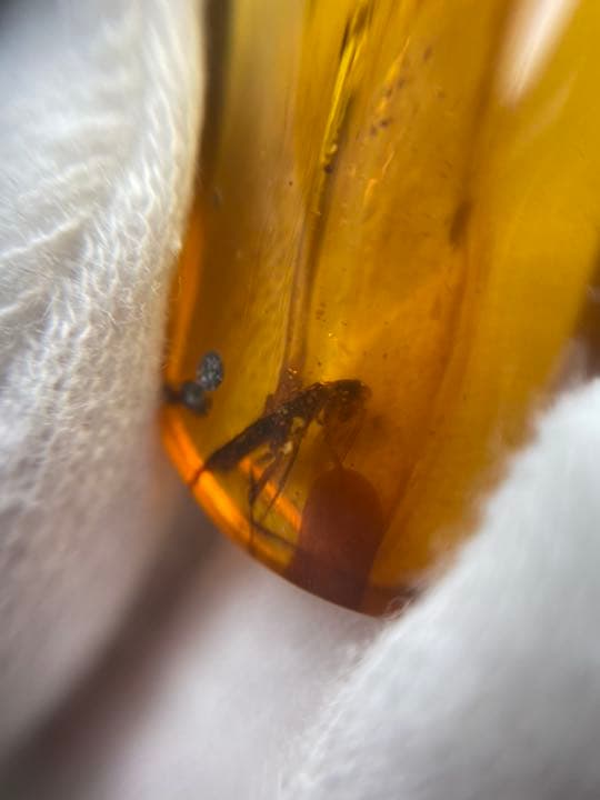 アンバー 琥珀  昆虫  コレクション 天然石 虫入り 価値上がる 宝石