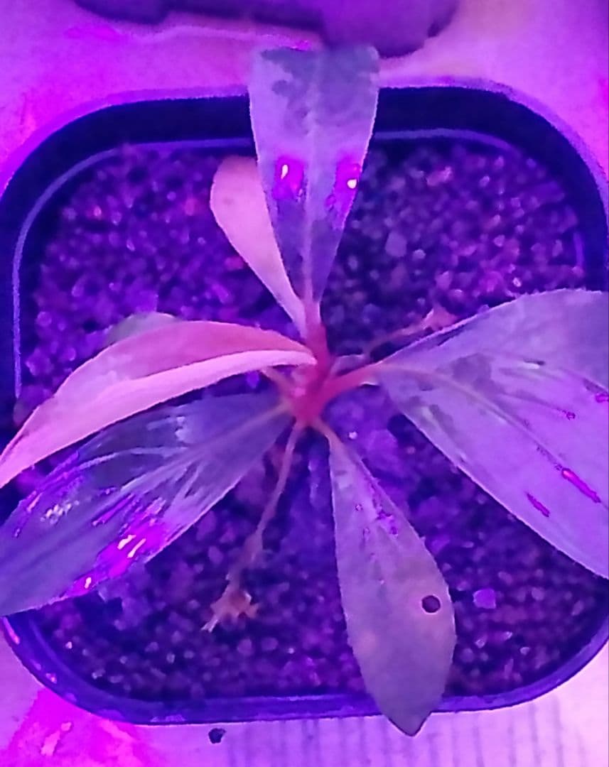 Buce sp. Mandau sg.Menterap ブセファランドラ