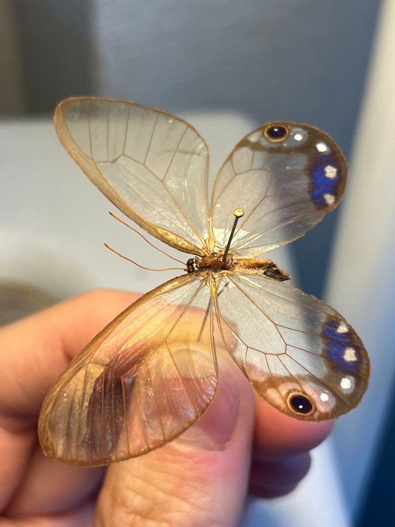【属内最高峰】ルリモンスカシジャノメ アンドロメダスカシジャノメ 標本