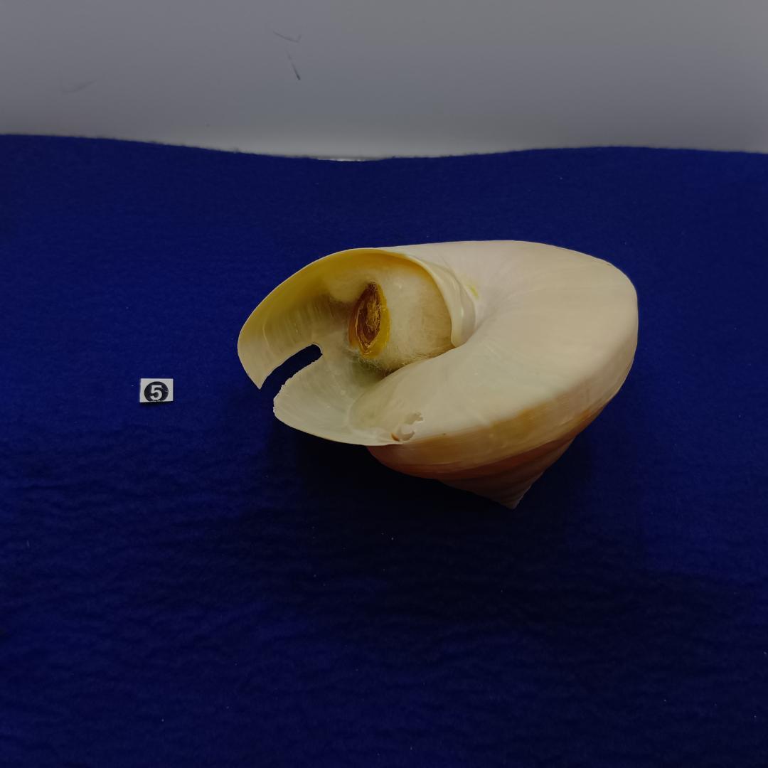 ❺-1貝標本ミナミノオキナエビス（蓋付）