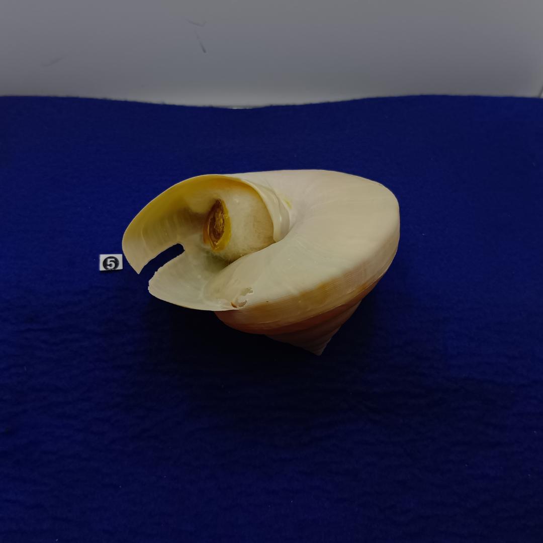 ❺-1貝標本ミナミノオキナエビス（蓋付）