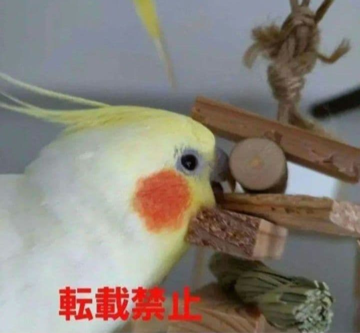 C342　インコ　オオム　カジカジ、ガジガジおもちゃセット　かじり木