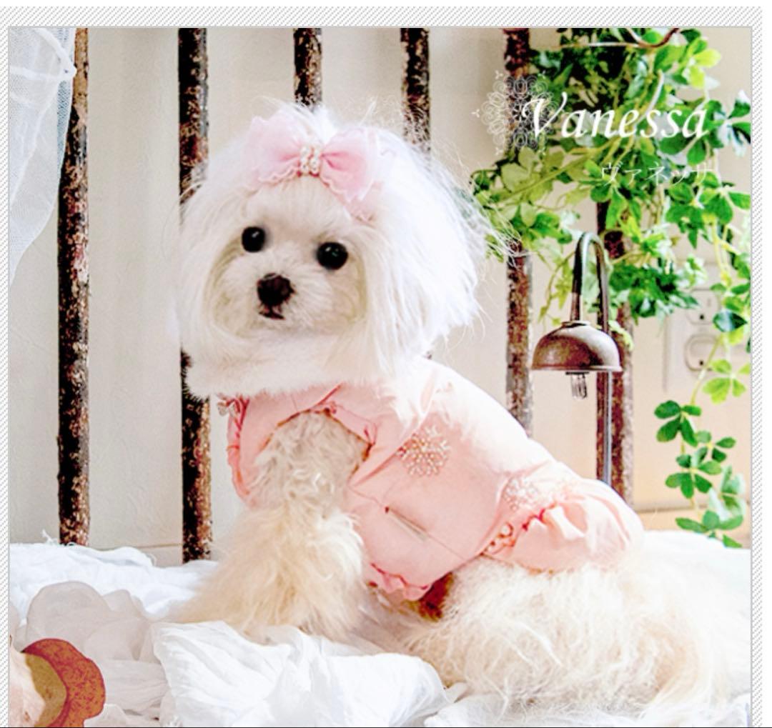 グラマーイズム　ダウン　M ヴァネッサ（Vanessa）