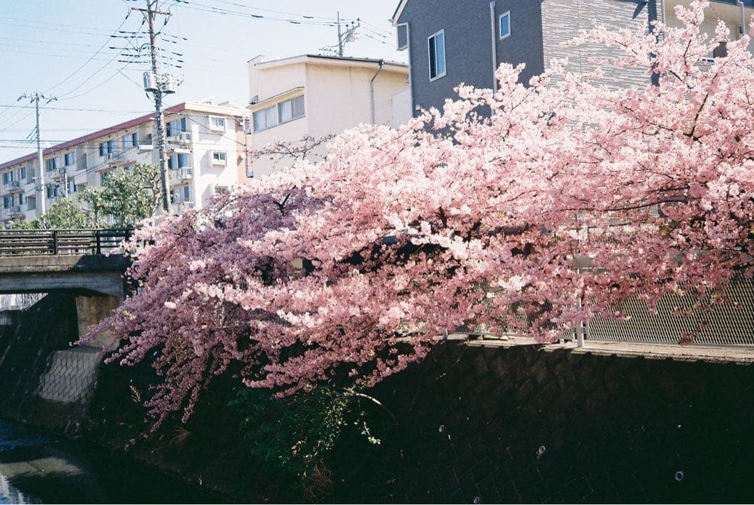 OLYMPUS μ[mju:] コンパクトカメラ（実際撮った例あり