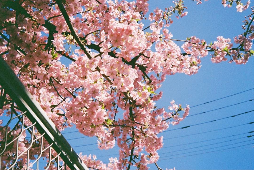 OLYMPUS μ[mju:] コンパクトカメラ（実際撮った例あり