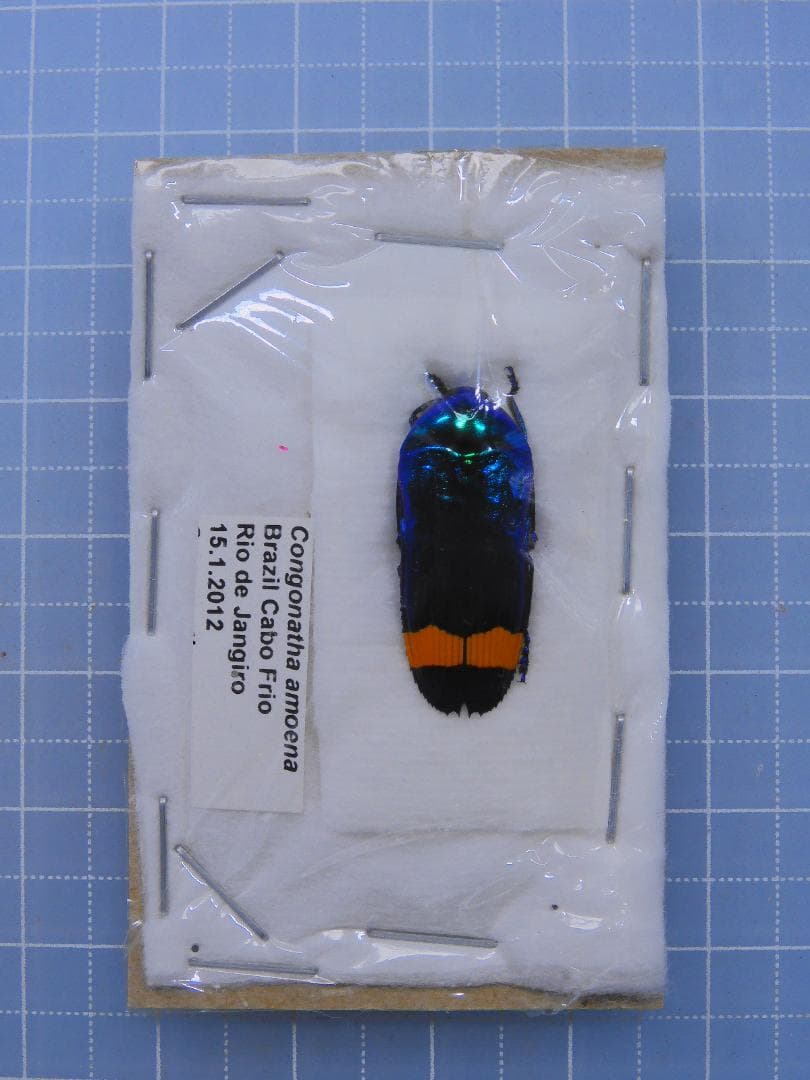 ブラジル産　ナンベイムカシタマムシ　23mm