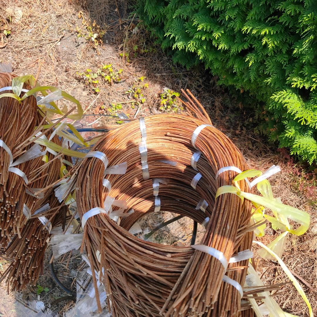 hkeplk　青森県岩木山採取　あけび蔓　70cm～150cm　5kg