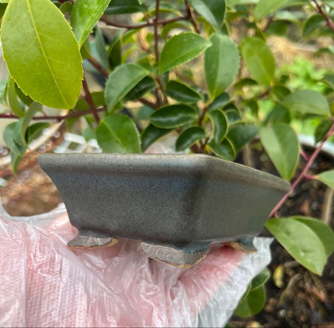 小品盆栽鉢　盆栽鉢　佑泉