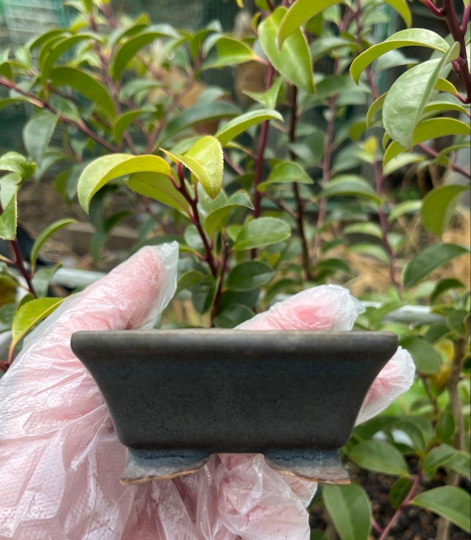 小品盆栽鉢　盆栽鉢　佑泉