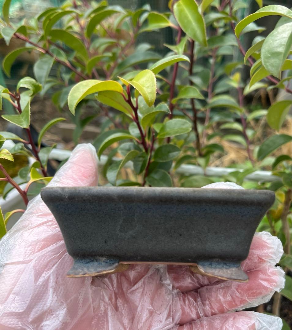 小品盆栽鉢　盆栽鉢　佑泉