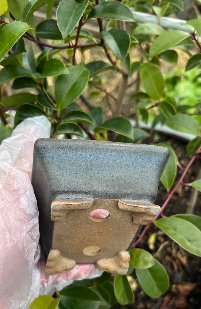 小品盆栽鉢　盆栽鉢　佑泉