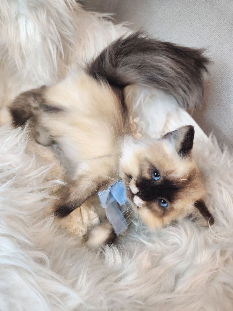 猫 海外作家 リアル アートドール ブライス テディベア