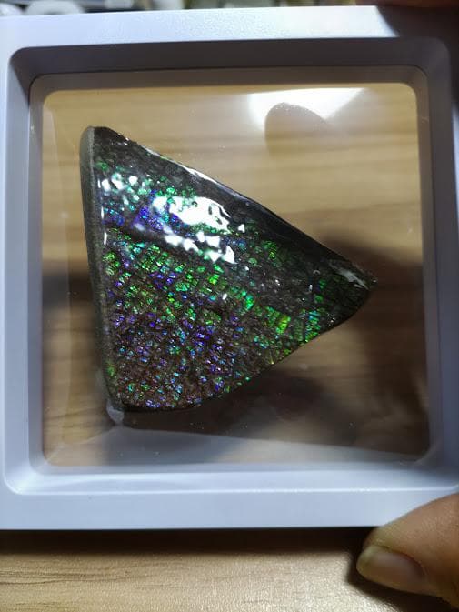 アンモライト 標本 両面 アンモナイト ドラゴンスキン おまけ