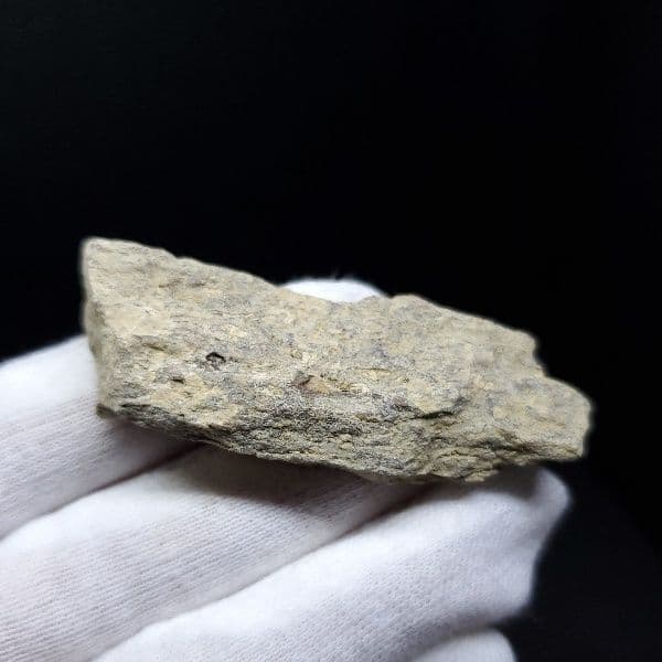 ティラノサウルス 化石 骨 本物 アメリカ産 54.80mm tb87