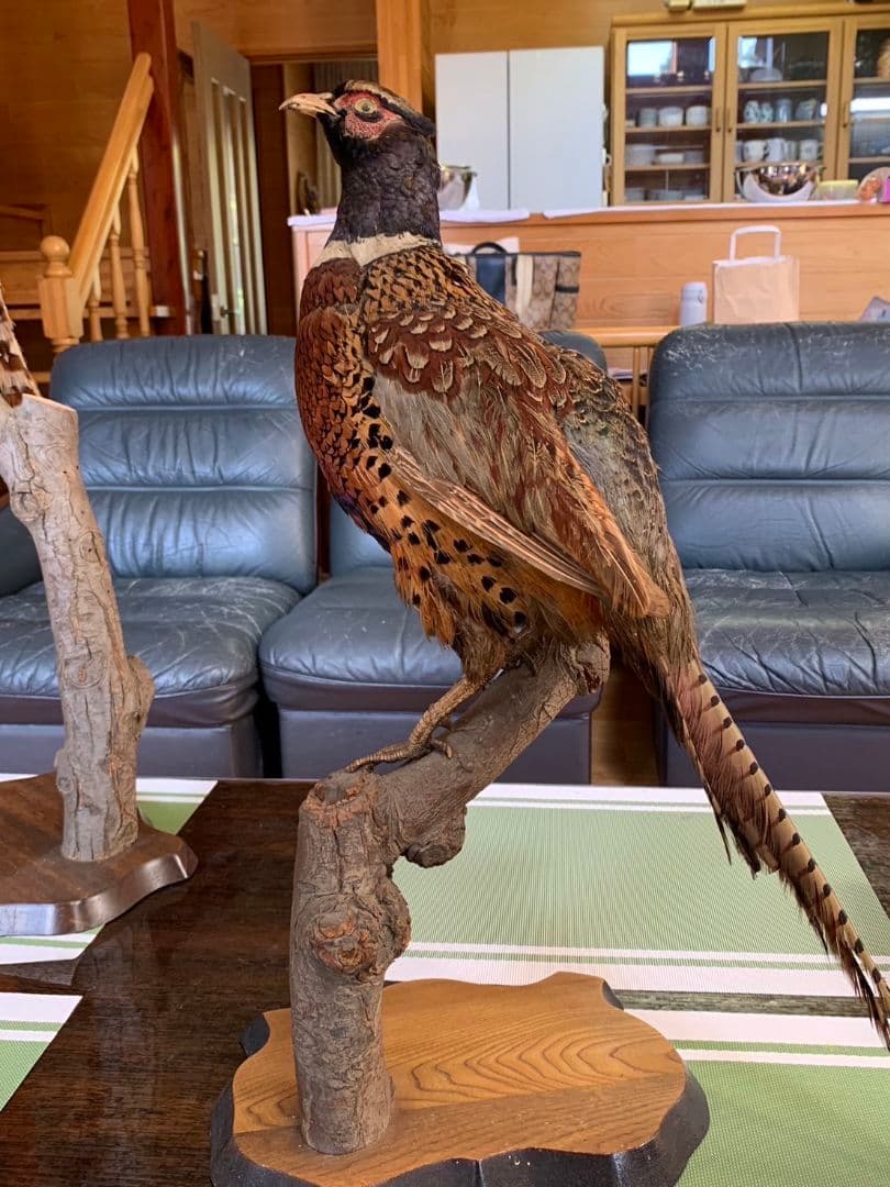 キジ １対　剥製 雉　セット