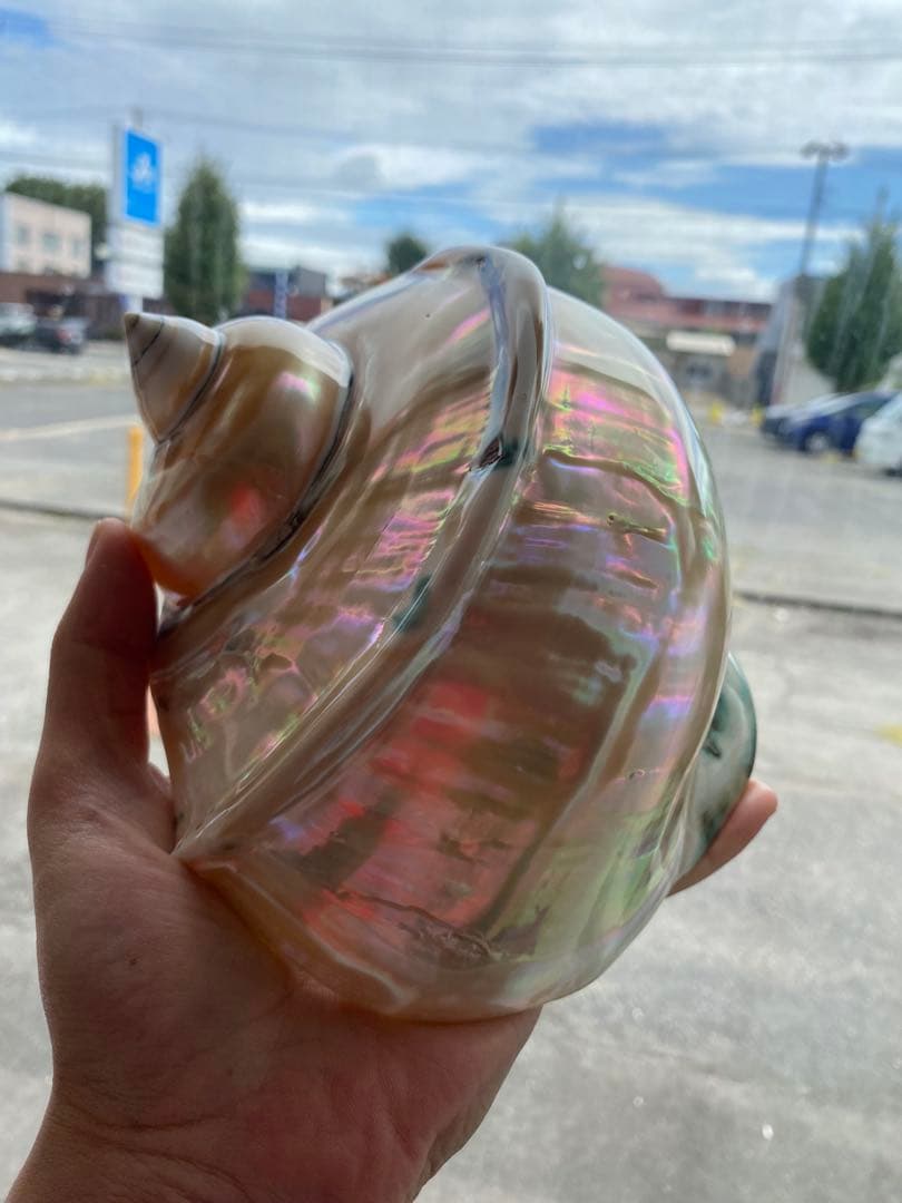 夜光貝　高級な夜光貝　特大サイズ16x18cm 色合いがとても美しい　置物