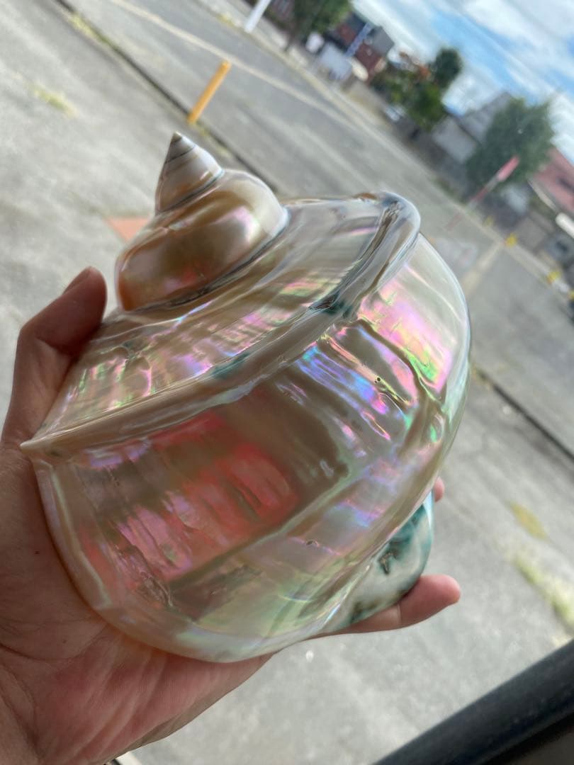 夜光貝　高級な夜光貝　特大サイズ16x18cm 色合いがとても美しい　置物