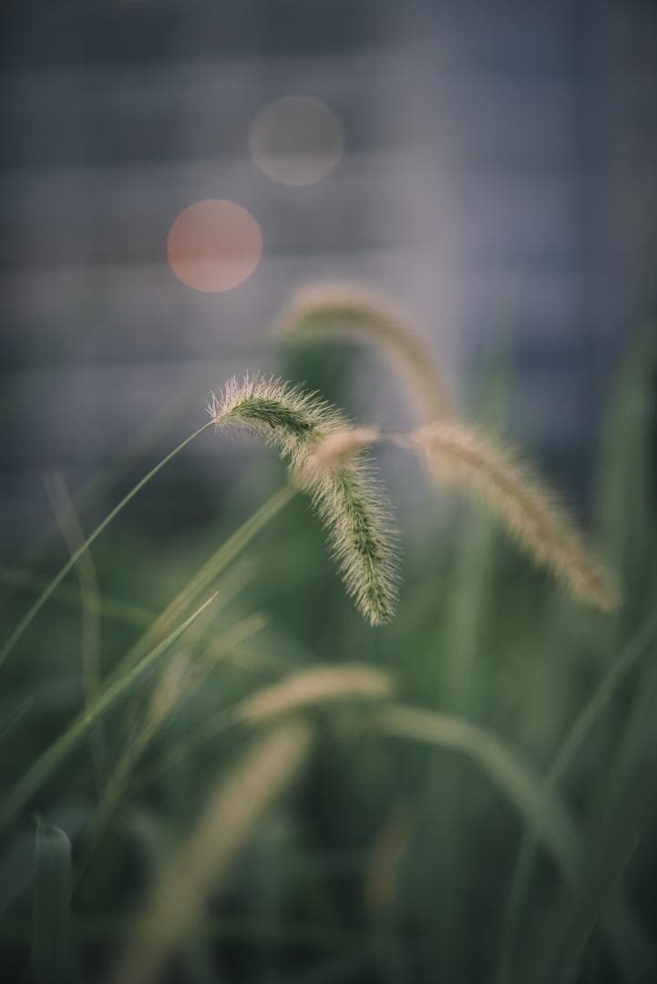 木村文乃使用モデル！Leica Elmarit 90mm F2.8オールドレンズ