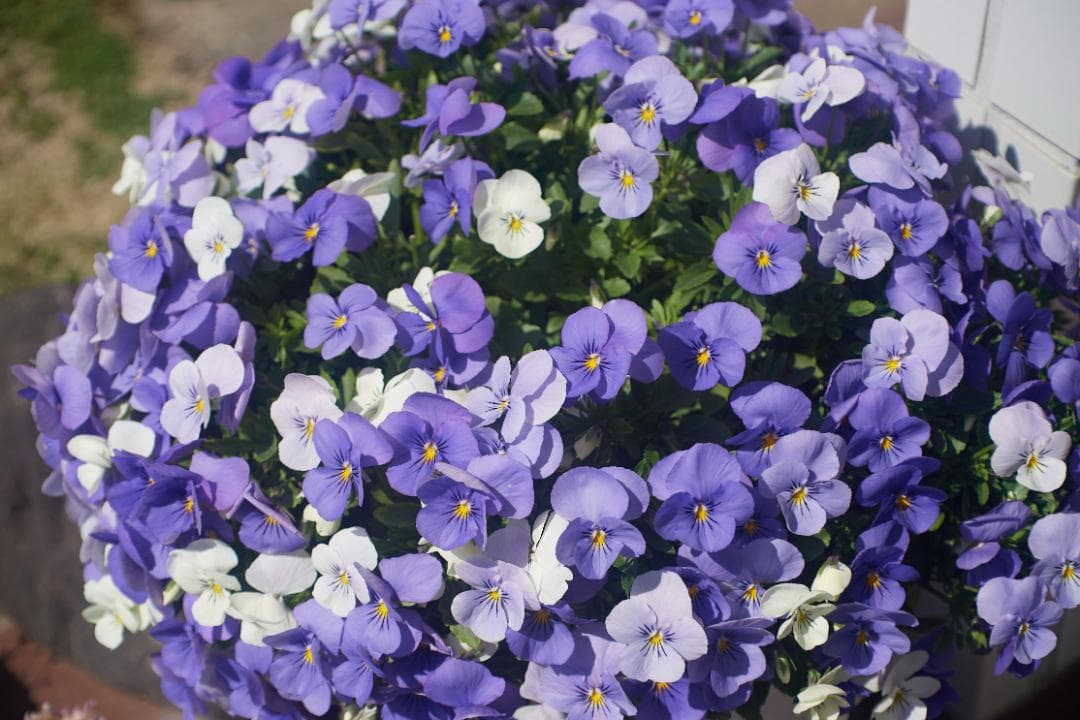 SMC PENTAX F1.4 /50mm KマウントL81