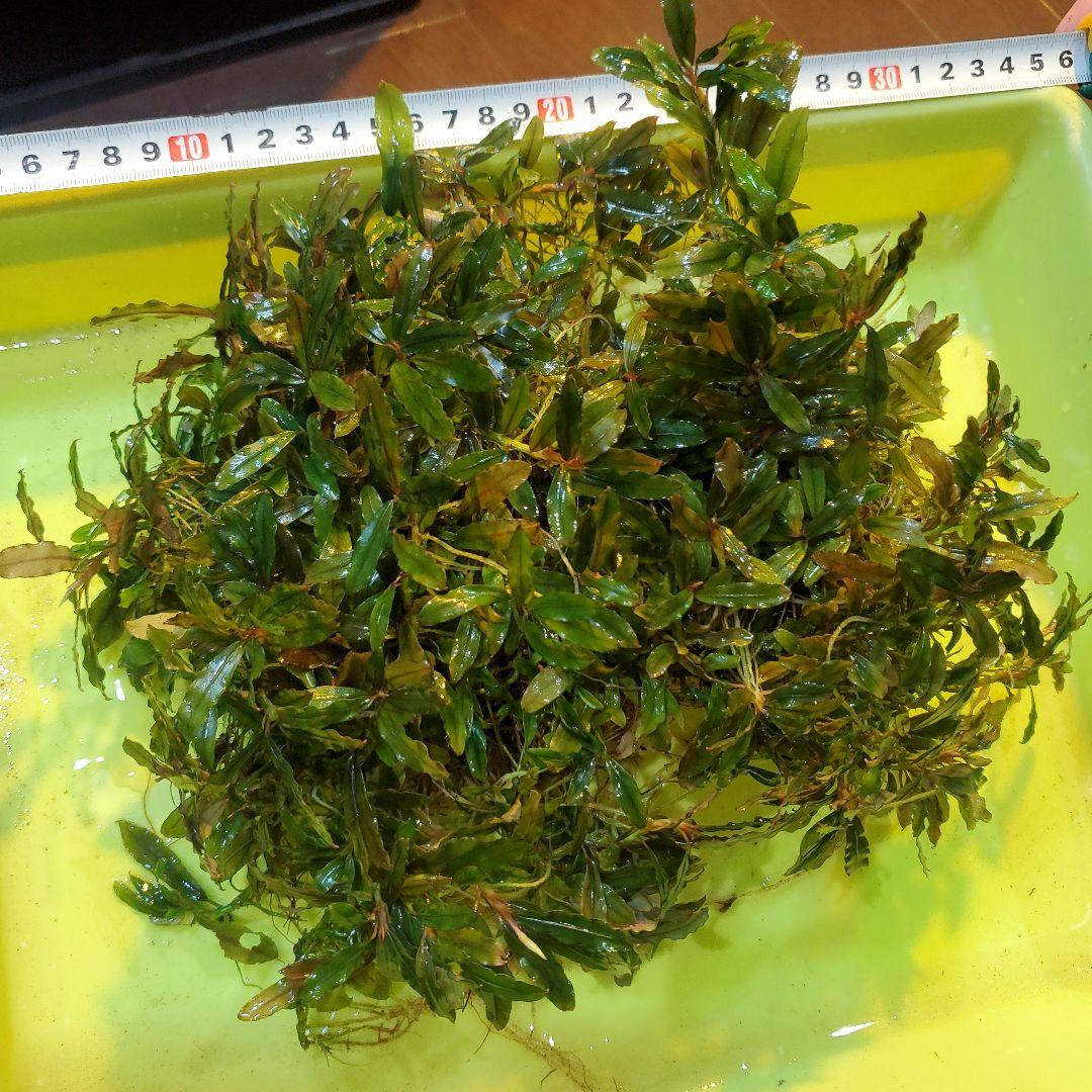 ブセファランドラ・クアラクアヤン　一塊超大量　②