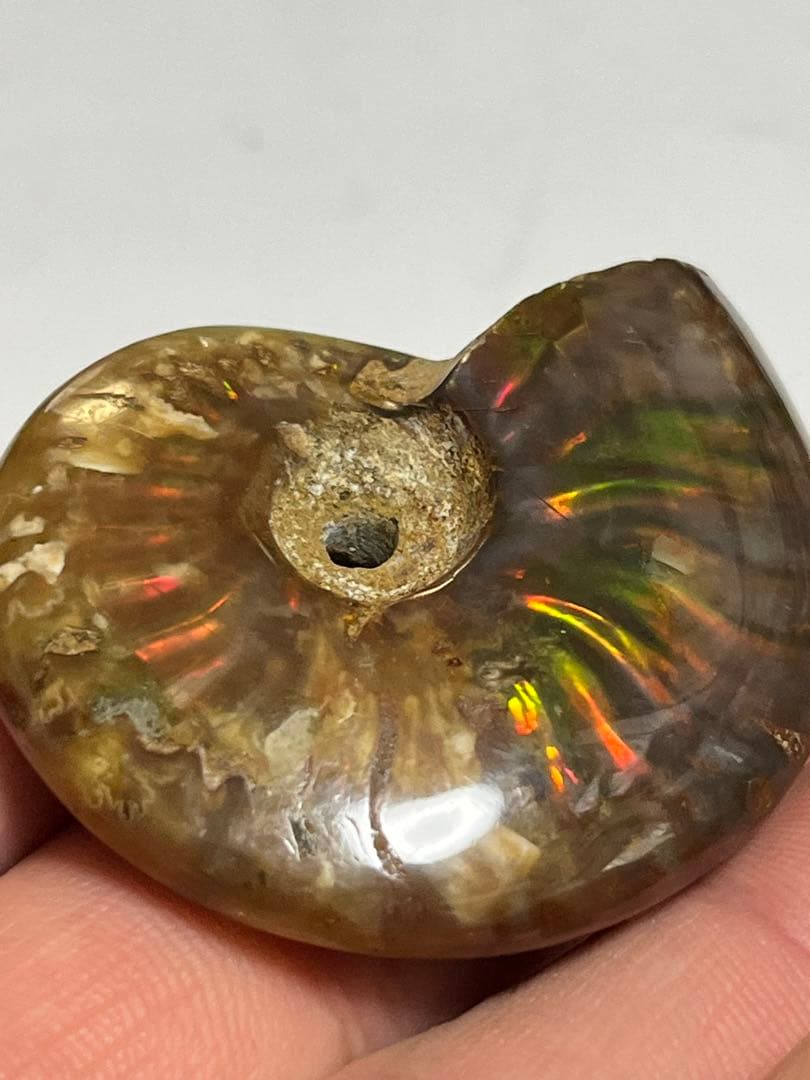 カナダ・アルバータ州産オパール化アンモナイト　ファイヤーアンモナイト約30.6g