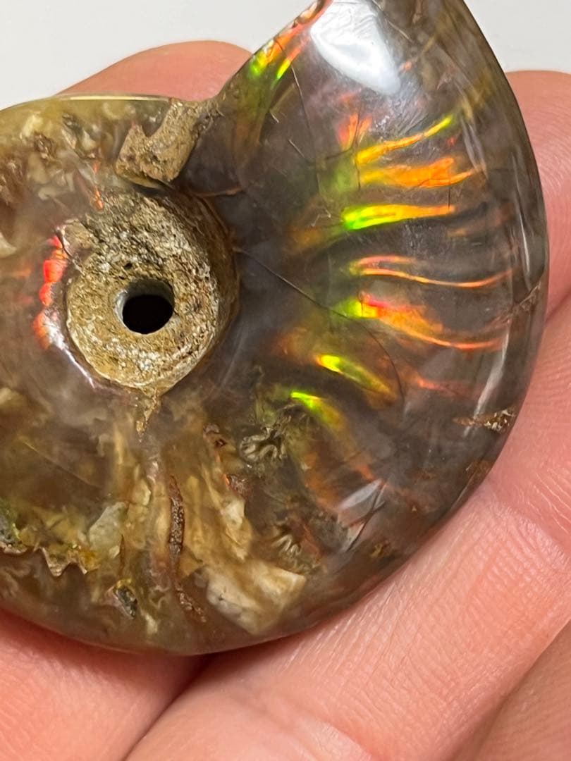 カナダ・アルバータ州産オパール化アンモナイト　ファイヤーアンモナイト約30.6g