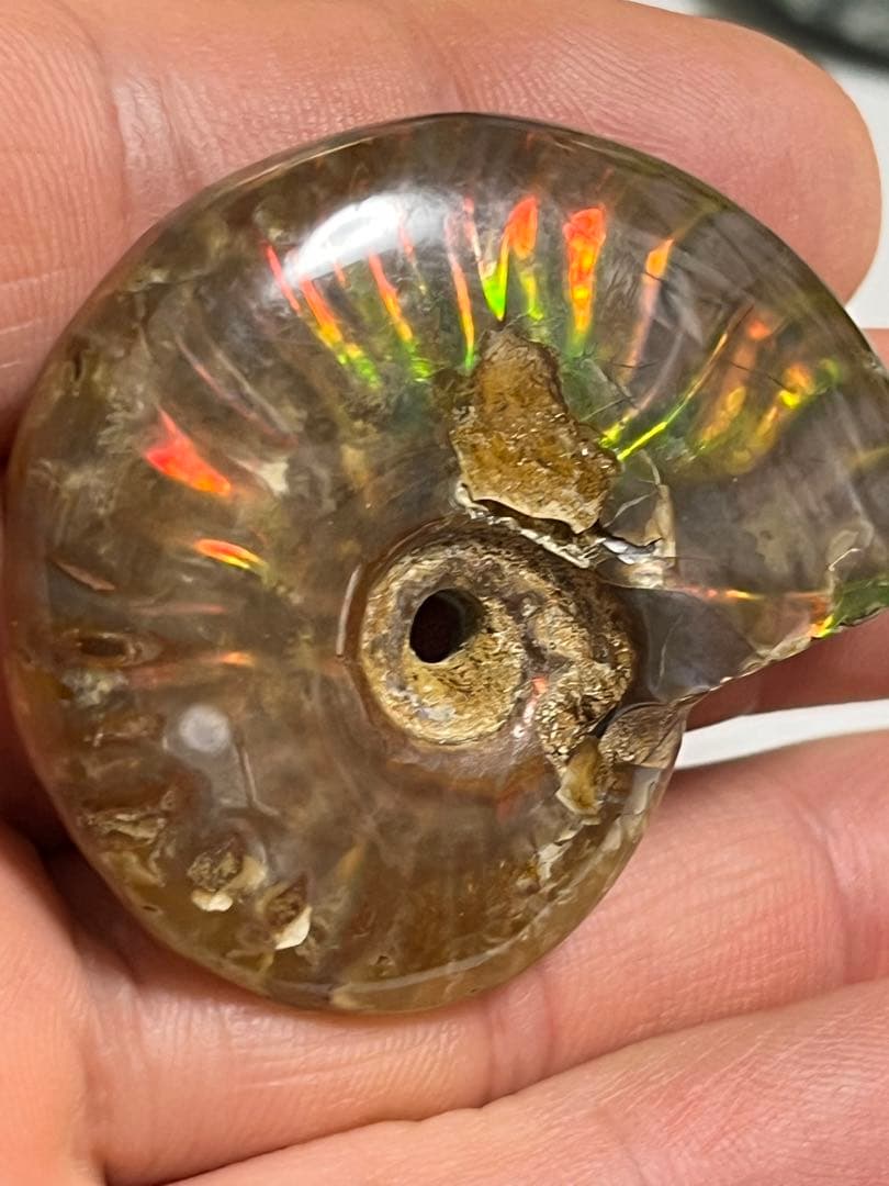 カナダ・アルバータ州産オパール化アンモナイト　ファイヤーアンモナイト約30.6g