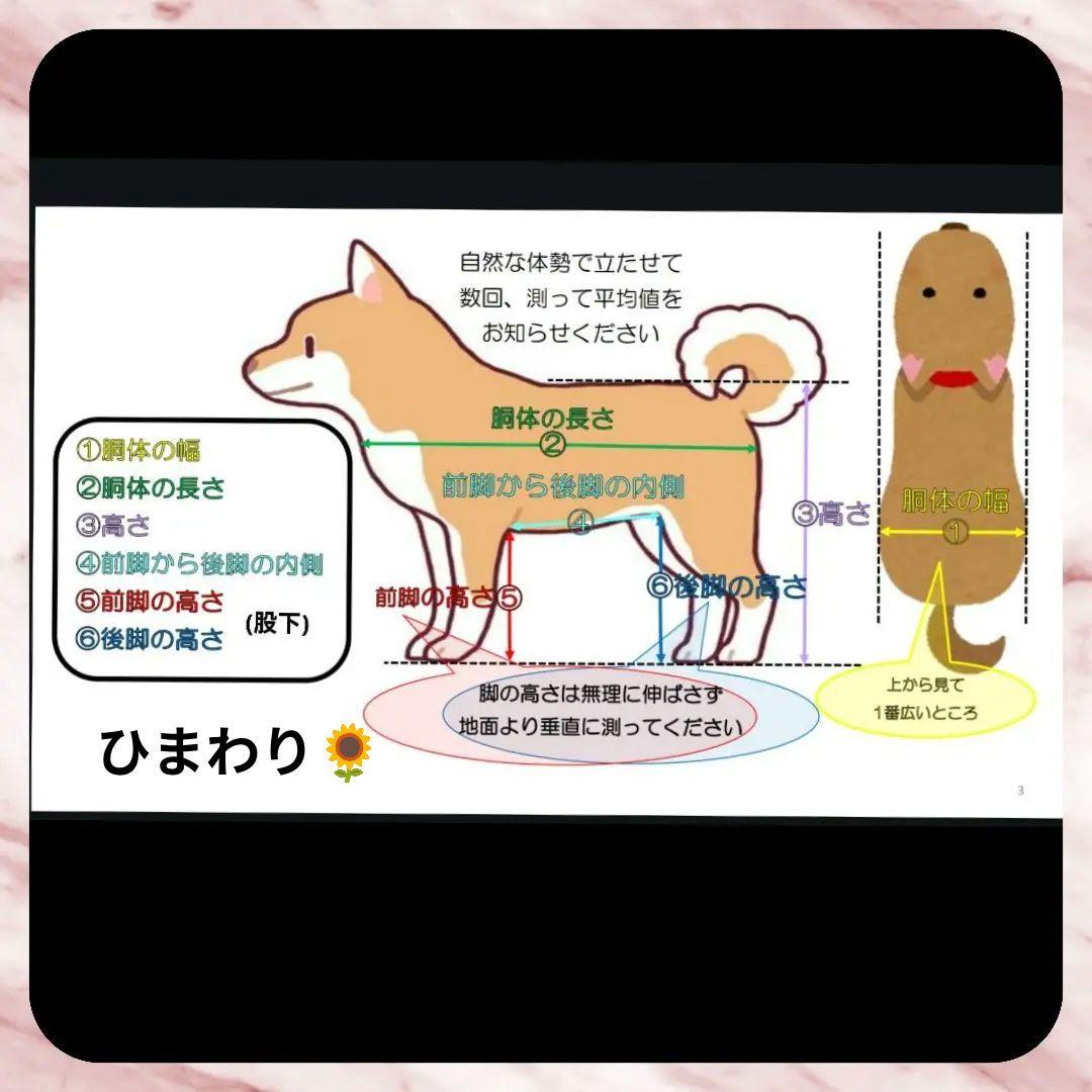 M.ダックス4輪　リハビリ　食事補助　犬用車椅子　体制維持　犬の歩行器