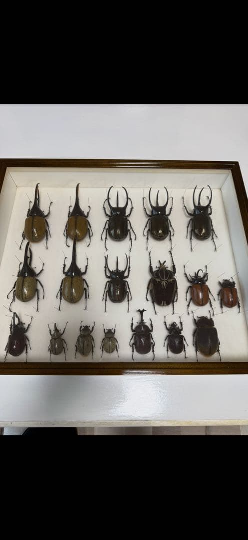 X*A様 ドイツ箱 カブトムシ標本