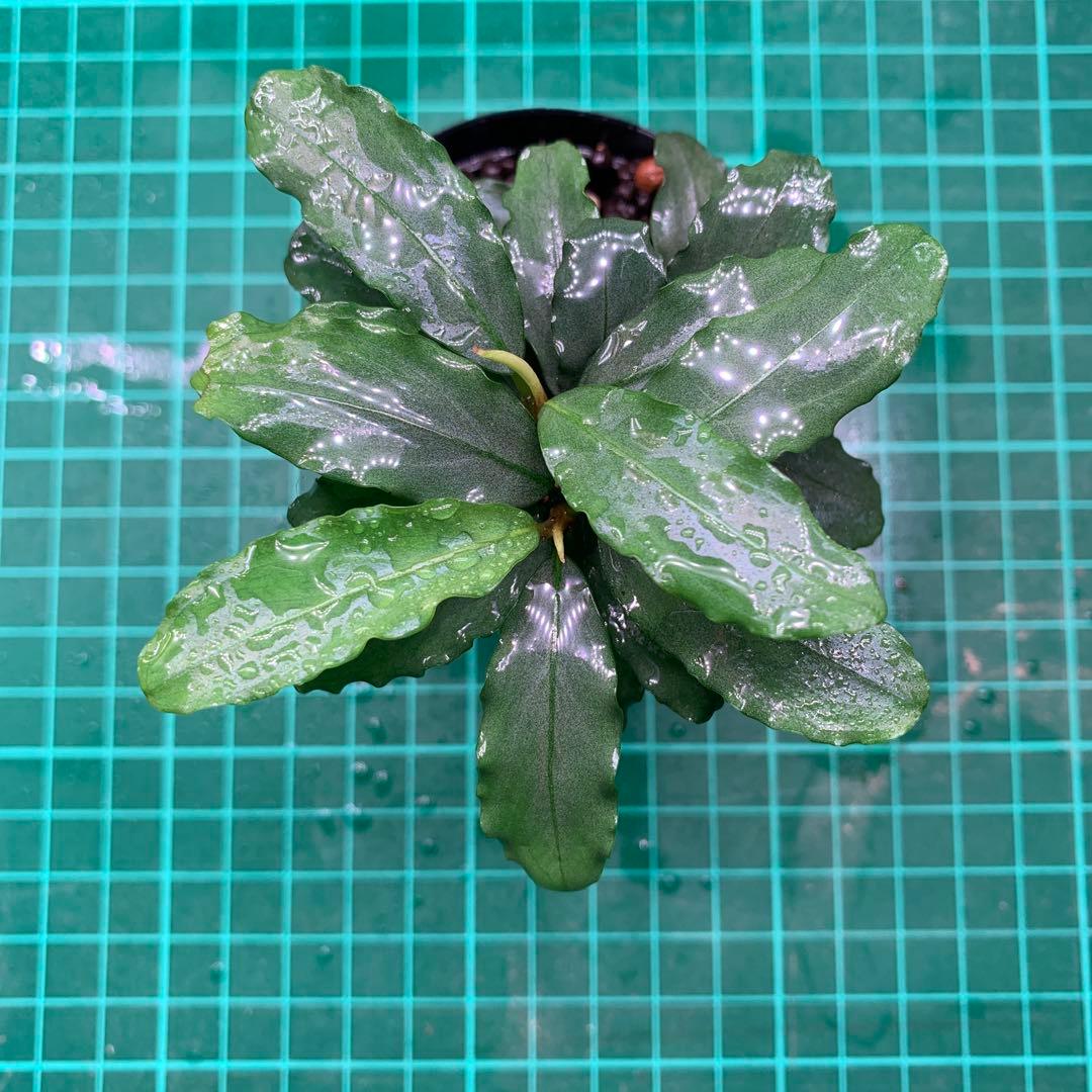 Bucephalandra sp. Aurora KN便　子株
