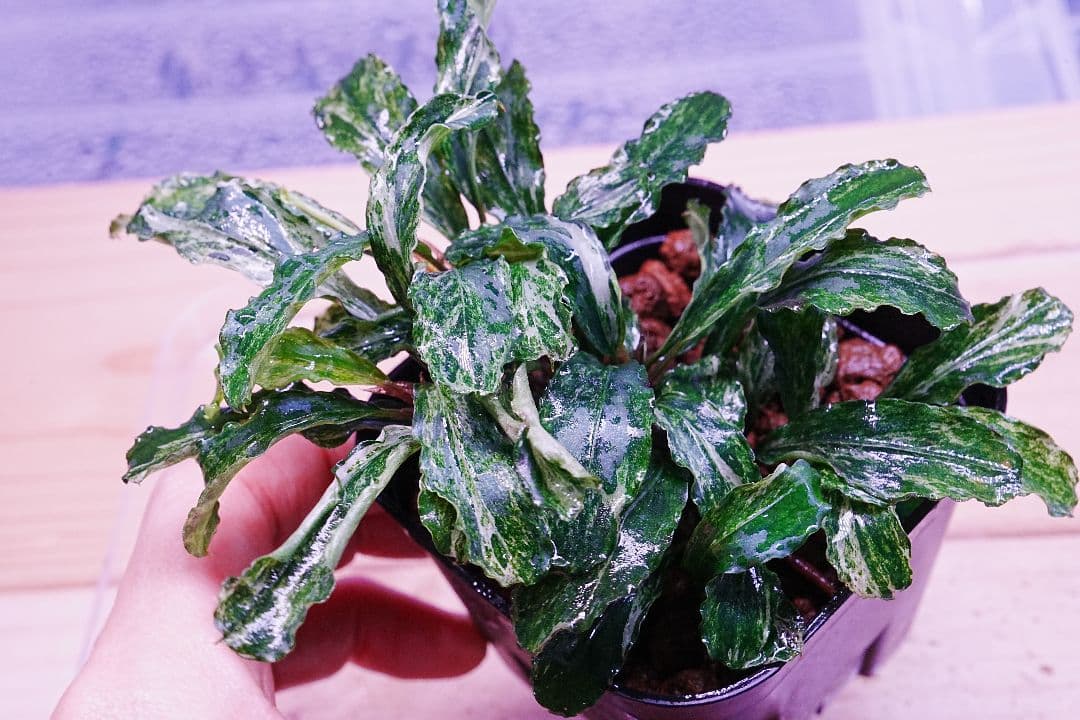 ブセファランドラspグリーンウェービー班入り　水上葉　無農薬　バリエガータ