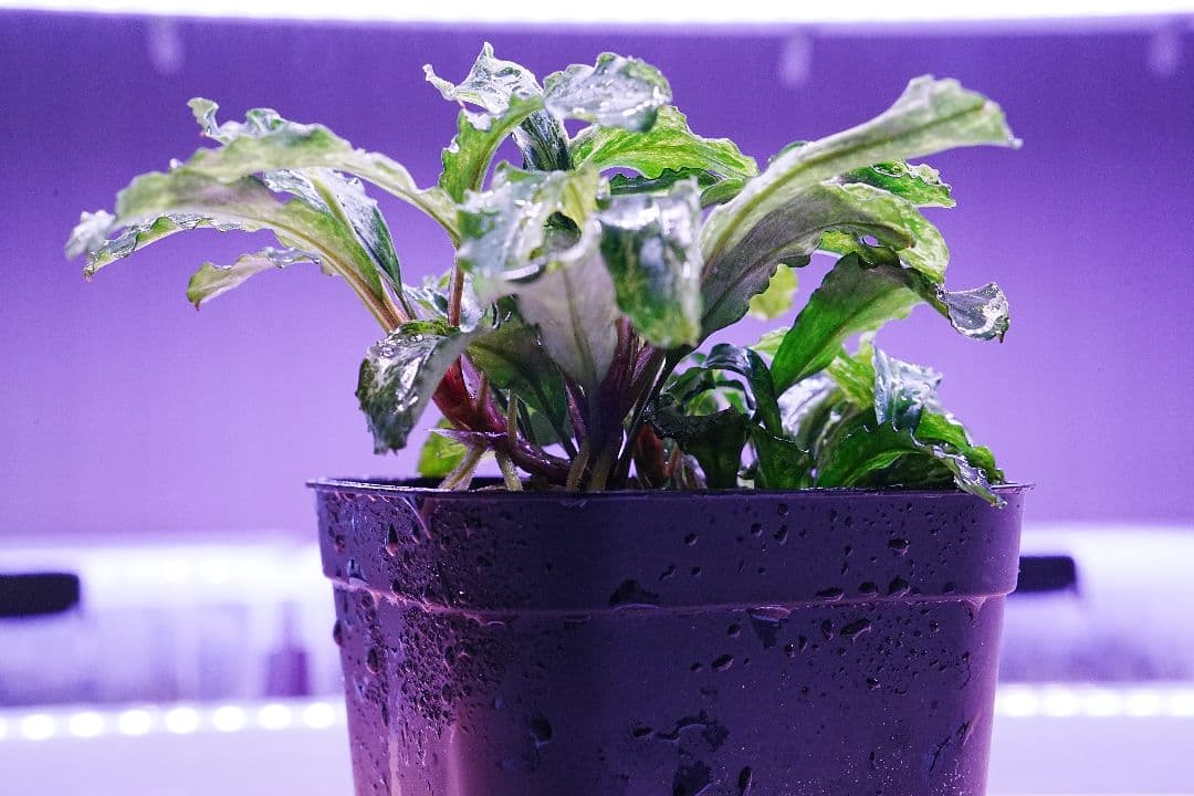 ブセファランドラspグリーンウェービー班入り　水上葉　無農薬　バリエガータ