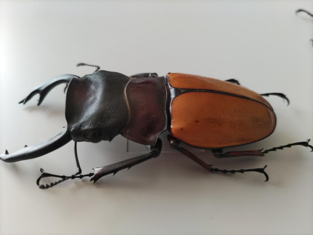 フェモラリスツヤクワガタ 標本